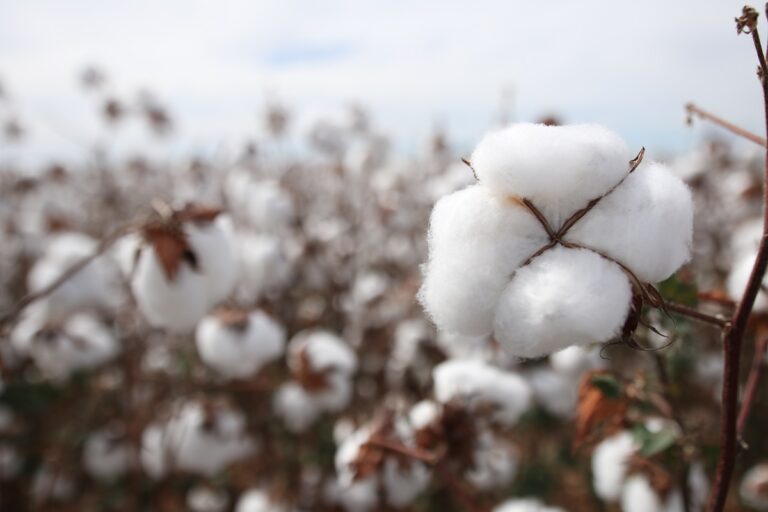 Indicador do algodão em outubro é o menor em 16 anos