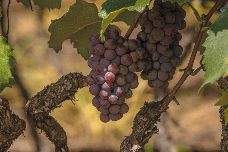Livro traz registros históricos do Circuito das Frutas