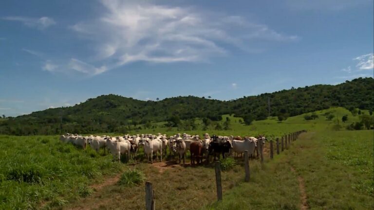 Manejo correto do pasto no período chuvoso garante produtividade na fazenda