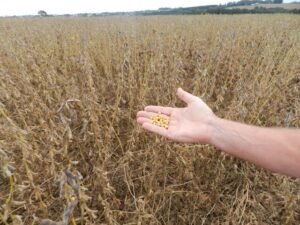 Mercado da soja em alerta: clima irregular e atraso no plantio elevam preocupações