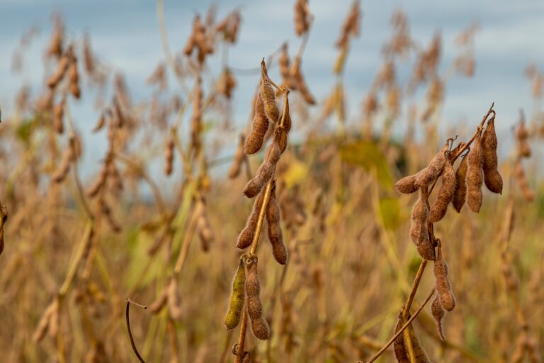Mercado de soja inicia semana lento, com negociações pontuais e spread elevado