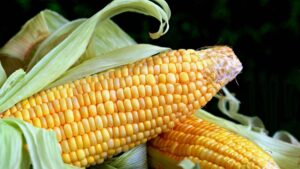 Milho com sabugo no sistema de creep feeding melhora peso ao desmame dos bezerros