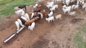 Mineralização no período das águas: o que fazer para o gado produzir mais?