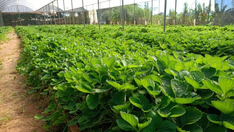 Morango brasileiro da Embrapa dobra produção e reduz dependência de mudas importadas