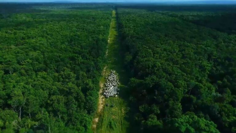 Na COP30, FGV e Abiec destacam potencial sustentável da pecuária