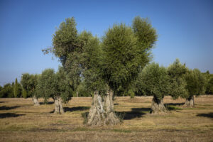 No Dia Mundial da Oliveira, conheça mitos e verdades sobre cultivo e azeite