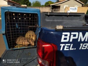PMA apreende dois tatus-bola mantidos em cativeiro em Pedro Gomes