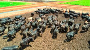 Pecuária brasileira: redução de emissões pode chegar a 92% até 2050, aponta FGV