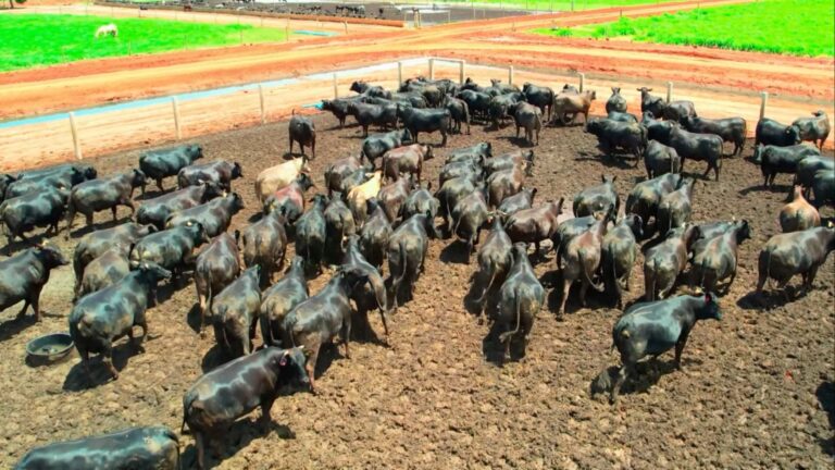 Pecuária brasileira: redução de emissões pode chegar a 92% até 2050, aponta FGV