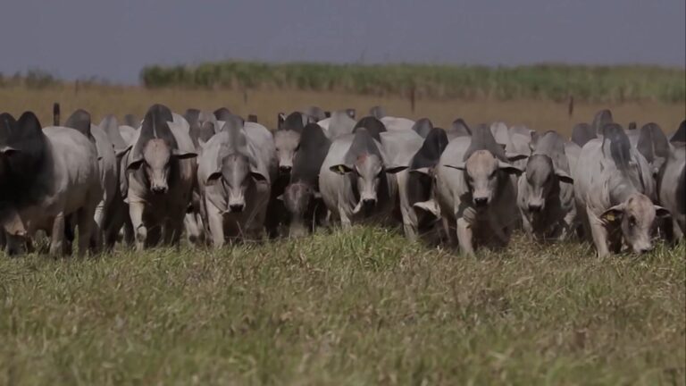 Pecuária: cálculo da lotação conecta gestão financeira à produtividade; entenda