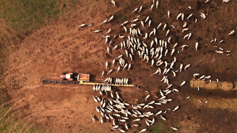 Pecuária na seca: qualidade da mistura do suplemento pode definir desempenho do rebanho; entenda
