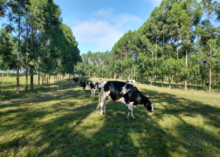 Pecuária se posiciona como parte da solução climática e alimentar na COP30