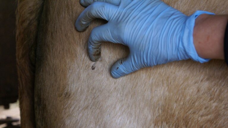 Pecuária: startup desenvolve tecnologia sustentável para controle de parasitas