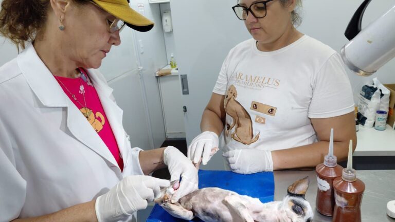 Pedro Gomes recebe Castramóvel e realiza 58 castrações