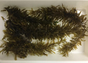 Pesquisadores apostam em algas marinhas como alimento saudável do futuro