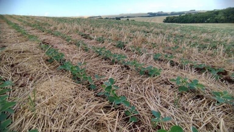 Plantio de soja avança 60% no RS; arroz e milho registram bom ritmo de semeadura