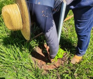Prefeitura de Bonito realiza replantio de árvores vandalizadas no acesso ao Balneário Municipal