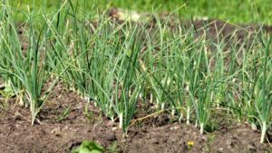 Prefeitura de São Paulo amplia prazo para inscrições no Acelerando Hortas 2026