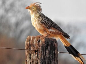 Prefeitura e Clube de Observação realizam exposição “Dourados e Suas Aves”