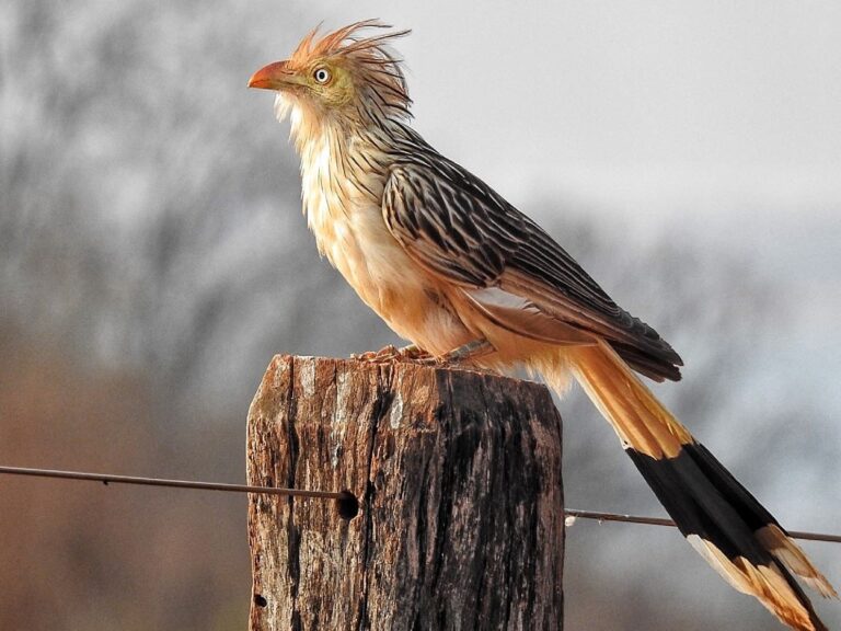 Prefeitura e Clube de Observação realizam exposição “Dourados e Suas Aves”