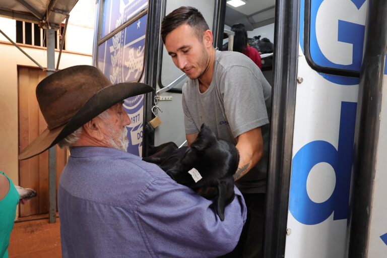 Prefeitura orienta que tutores levem animais em jejum para castração; veja todos os cuidados