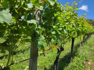 videiras RS - produção de uva