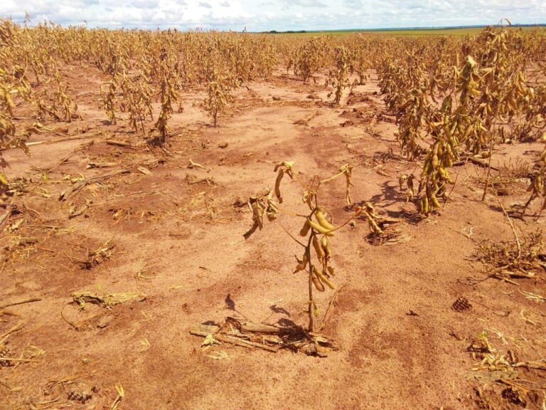 Quase 90% dos agricultores enxergam impacto da mudança climática na produção