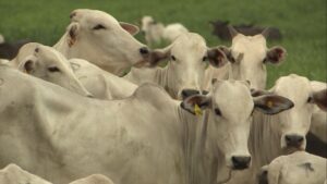 RS lança rastreabilidade individual de bovinos para acesso a mercados mais exigentes; entenda