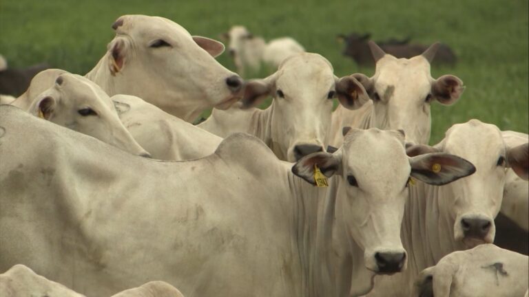 RS lança rastreabilidade individual de bovinos para acesso a mercados mais exigentes; entenda