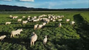 Recria na seca: como a suplementação estratégica acelera o ganho de peso e o abate