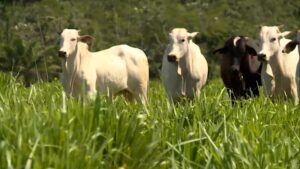 Reforma de pastagem: como escolher o capim certo para o período seco e manter o lucro