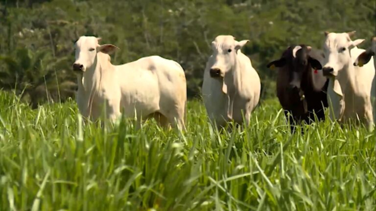 Reforma de pastagem: como escolher o capim certo para o período seco e manter o lucro