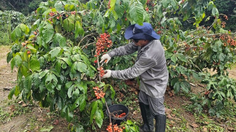 Safra de guaraná no Amazonas indica crescimento entre 20% e 30% em 2025