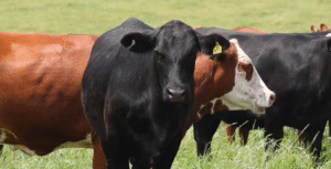 Sistema lavoura de carne alia manejo e sustentabilidade para elevar produção no campo