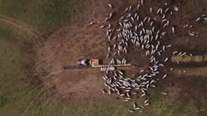 Terminação na seca: como engordar o gado em pasto diferido e garantir rentabilidade