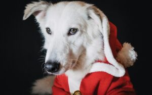 Villa de Natal São Paulo também é pet friendly