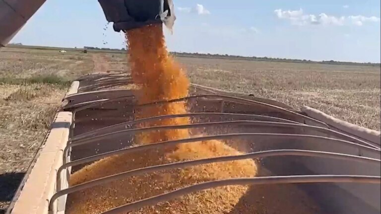 Brasil deve iniciar 2026 com o maior estoque de milho dos últimos seis anos