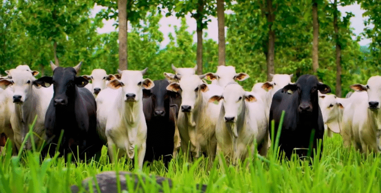 Busca por eficiência na pecuária leva produtores a repensarem o manejo de pastagens