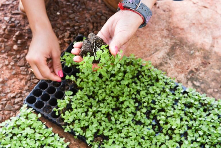 Capital fortalece o campo e beneficia milhares de produtores em 2025