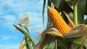 Clima adverso e relatório do USDA devem impactar preços do milho nesta semana