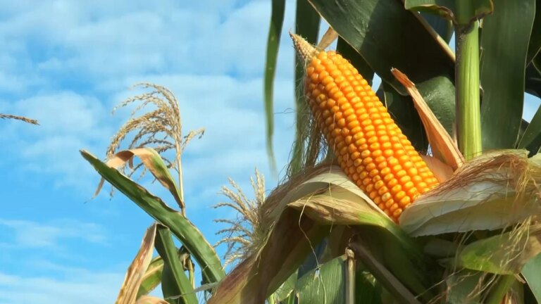 Clima adverso e relatório do USDA devem impactar preços do milho nesta semana
