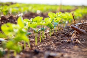 Como o bom manejo do solo garante produtividade e sustentabilidade da soja