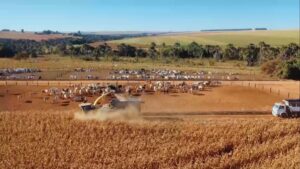 Consórcio de milho e capim garante silagem eficiente na pecuária; saiba mais