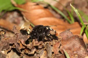 Dia Mundial do Solo: entenda como as abelhas contribuem para a saúde do solo