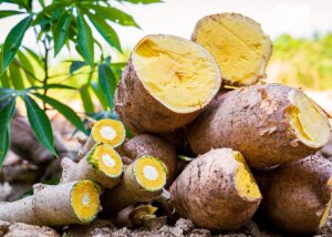 Embrapa lança nova variedade de mandioca resistente às principais doenças da cultura