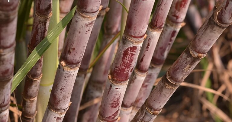 Encerramento de novembro é marcado por altas no mercado do etanol e do açúcar