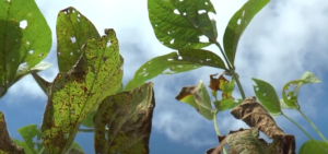 Estado brasileiro registra primeiro foco de ferrugem asiática na safra 25/26; saiba qual