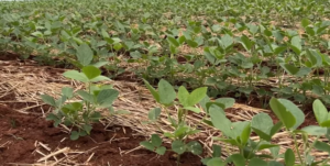 Estiagem prolongada compromete milho e soja no RS após mais de 20 dias sem chuva