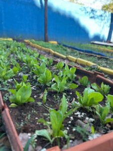 FAC Sustentável leva educação ambiental e hortas a escolas de Campo Grande