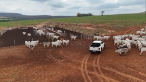 Família do interior de SP transforma sonho em projeto de carne premium; confira a história